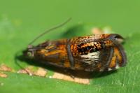 Olethreutes arcuella