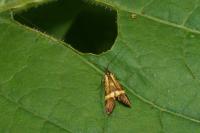 Nemophora degeerella