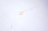 Nemapogon inconditellus
