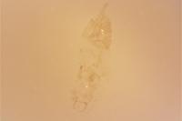 Phyllonorycter dubitella