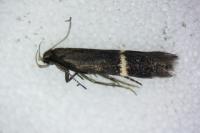 Aproaerema cinctella