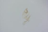 Bryotropha basaltinella