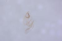 Bryotropha basaltinella