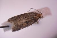 Aroga velocella
