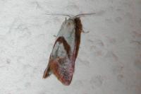 Cochylis flaviciliana