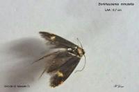 Borkhausenia minutella