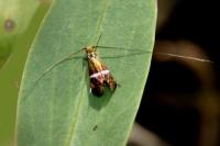 Adela australis