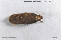 Depressaria albipunctella