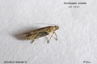 Scrobipalpa costella