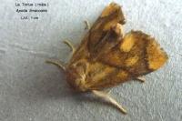 Apoda limacodes
