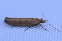 Ypsolopha ustella