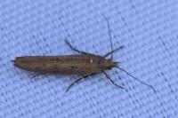 Ypsolopha ustella