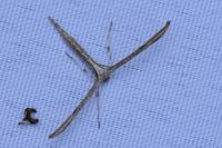 Emmelina monodactyla