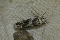 Recurvaria nanella