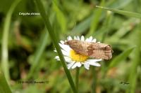 Celypha striana