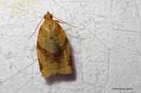 Clepsis consimilana