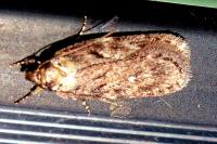 Depressaria albipunctella