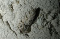 Symmoca signatella