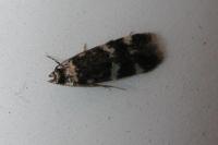 Oegoconia