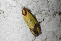 Agapeta zoegana