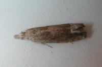 Eucosma conterminana