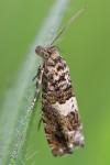 Epiblema costipunctana