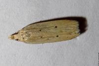 Nothris verbascella