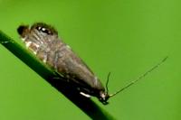 Glyphipterix thrasonella