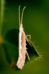 Plutella xylostella
