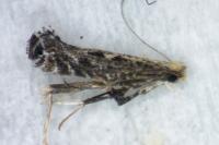 Parornix torquillella