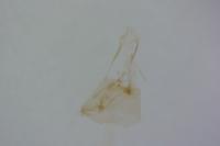 Parornix torquillella
