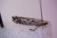 Parornix torquillella