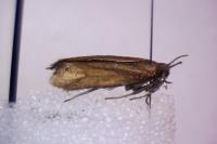 Glyphipterix fuscoviridella