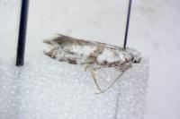 Scythropia crataegella