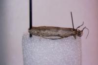 Blastobasis phycidella