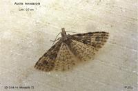 Alucita hexadactyla