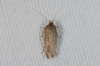 Bryotropha terrella