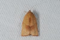 Cacoecimorpha pronubana