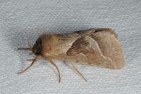 Triodia sylvina