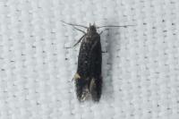 Aproaerema