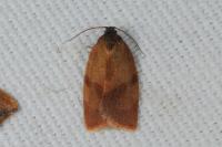 Cacoecimorpha pronubana