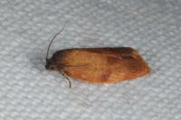 Cacoecimorpha pronubana