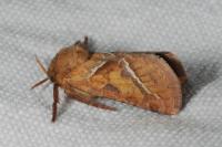 Triodia sylvina
