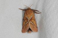 Triodia sylvina