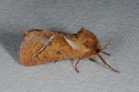 Triodia sylvina