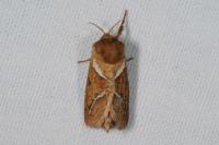Triodia sylvina