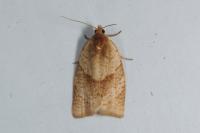 Clepsis rurinana