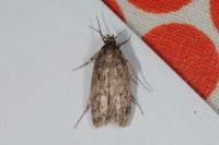 Hofmannophila pseudospretella