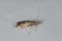 Oinophila v-flavum