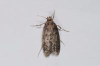 Hofmannophila pseudospretella